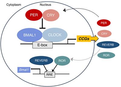 Frontiers | Feeding Rhythms And The Circadian Regulation Of Metabolism